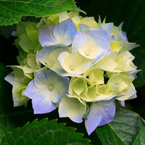 Meet your Posher, Riya